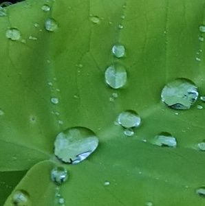 Meet your Posher, Nat